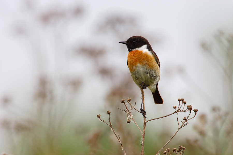 Stonechat