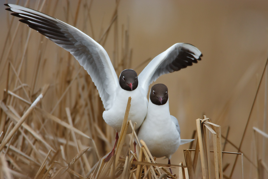 Black-headed Gull