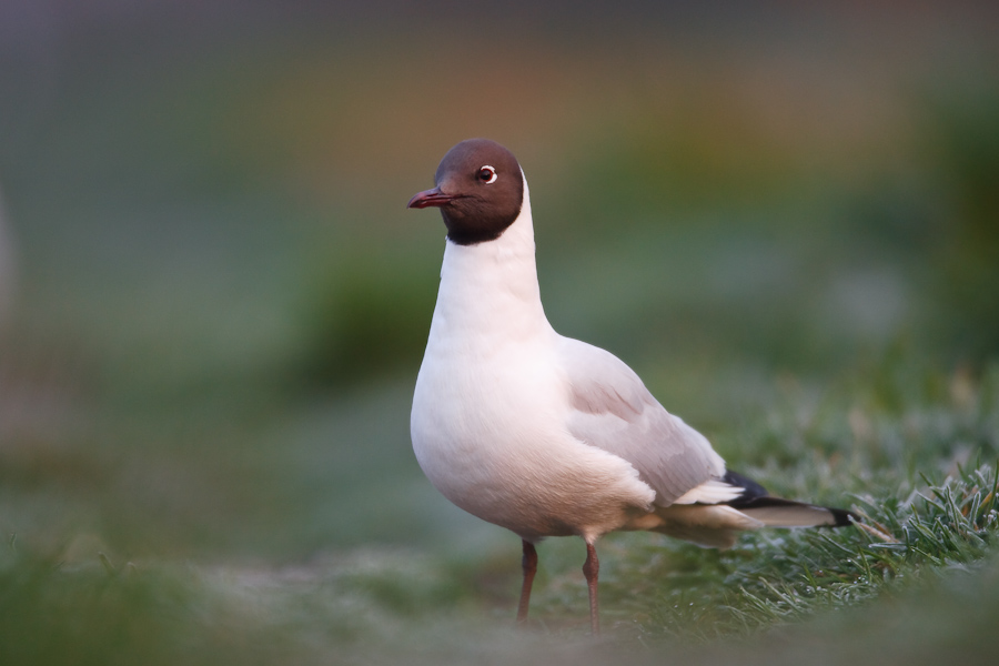 Black-headed Gull