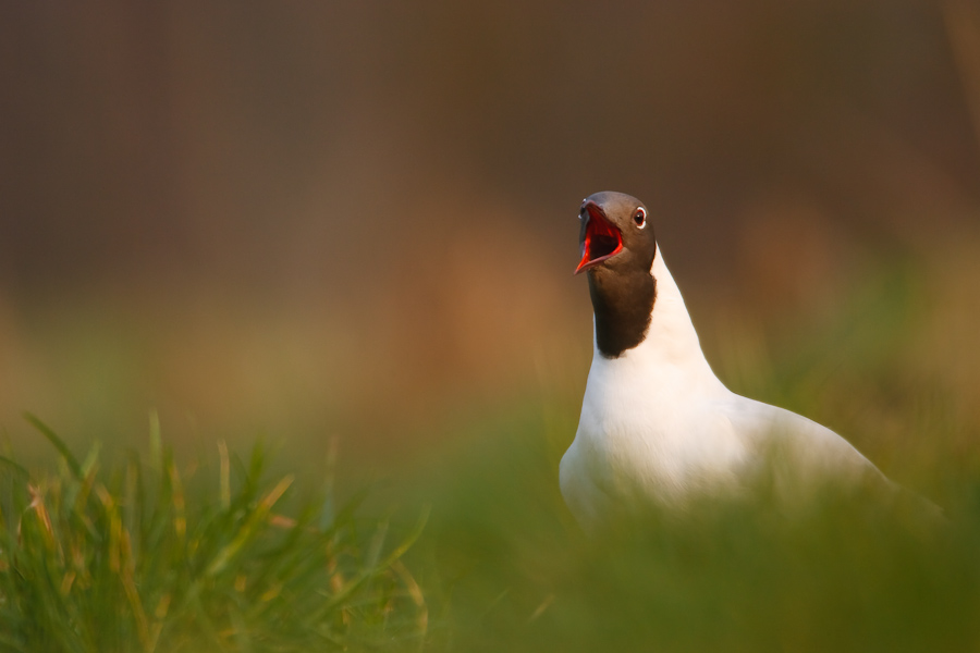 Black-headed Gull