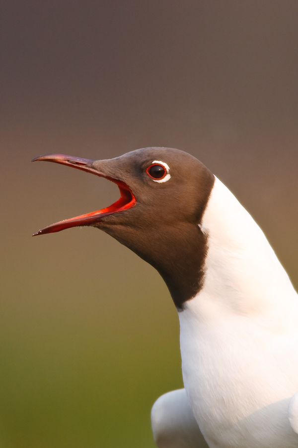 Black-headed Gull