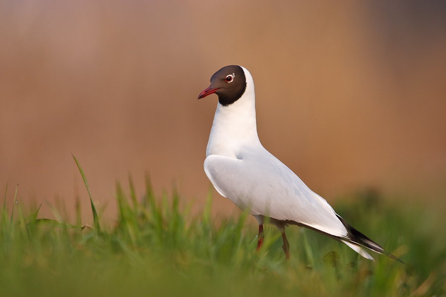 Black-headed Gull