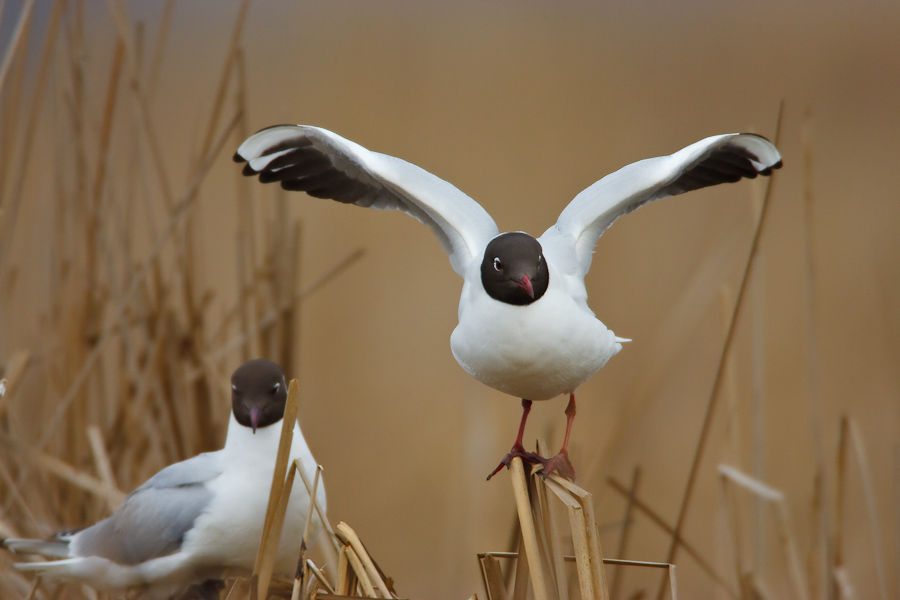 Black-headed Gull