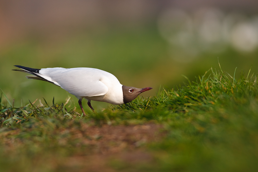 Black-headed Gull