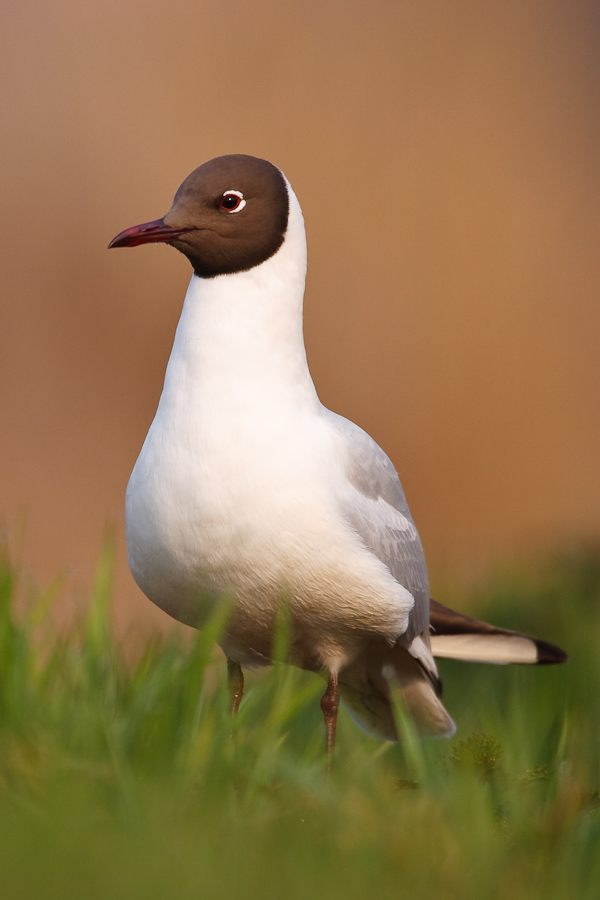 Black-headed Gull