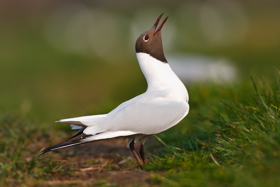 Black-headed Gull