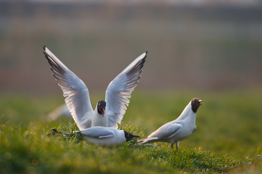 Black-headed Gull