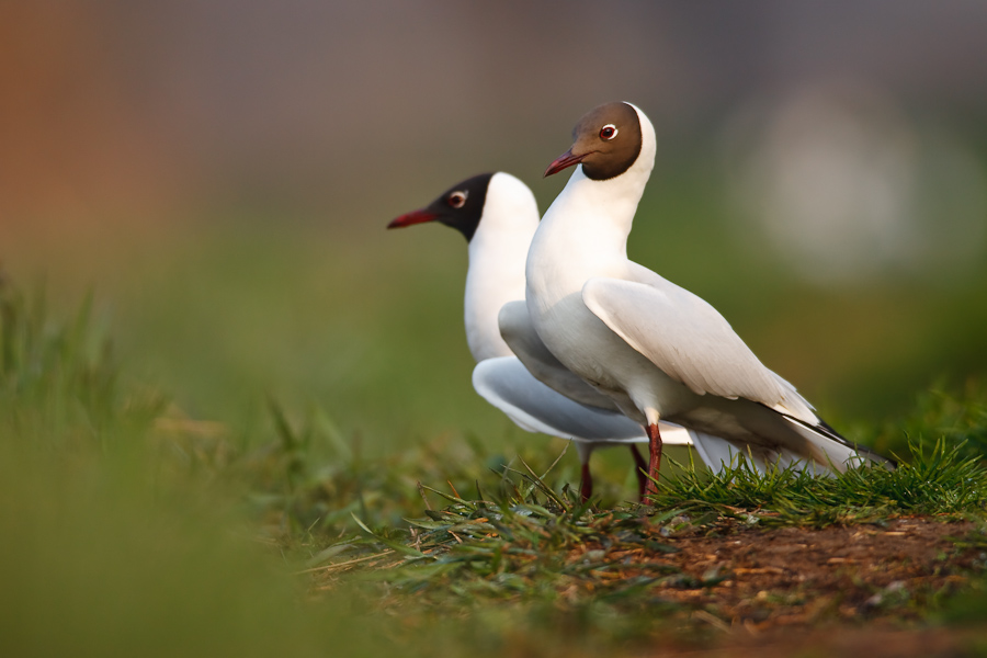 Black-headed Gull