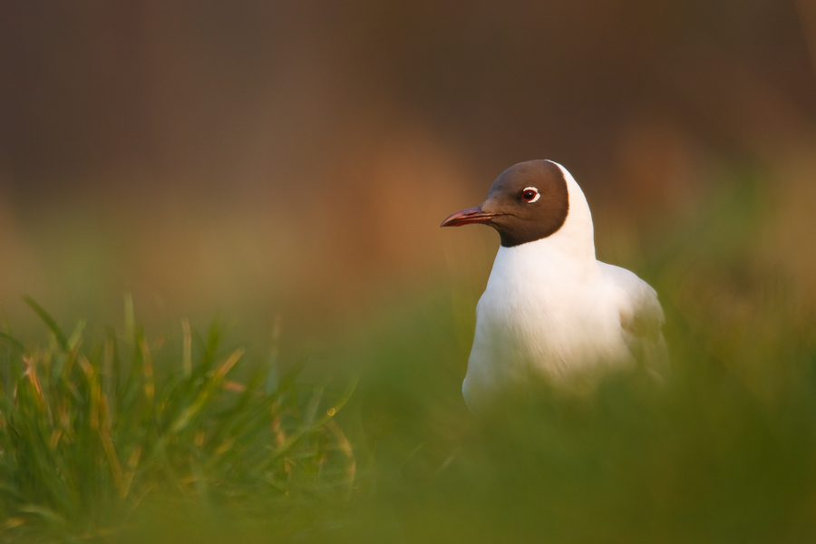 Black-headed Gull