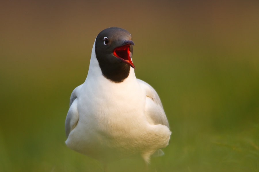 Black-headed Gull