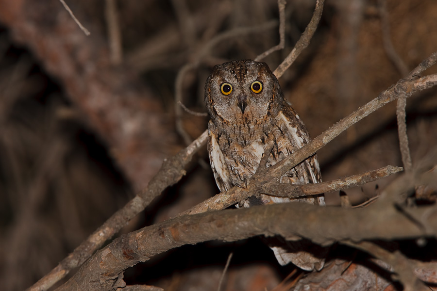 Scops Owl