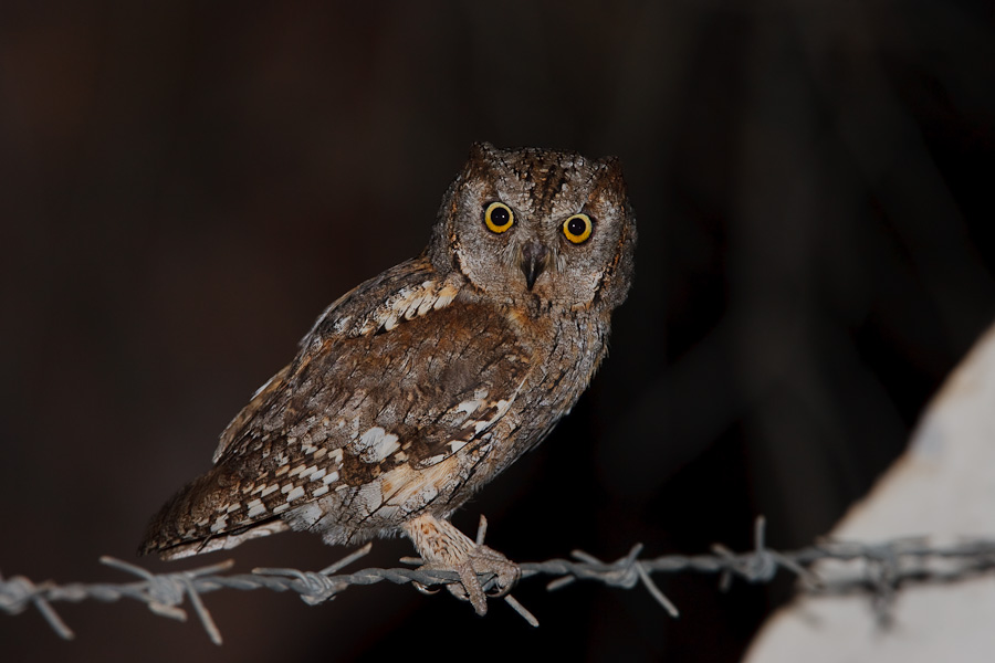 Scops Owl