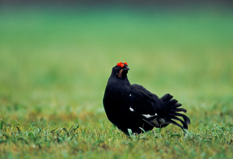 Black Grouse