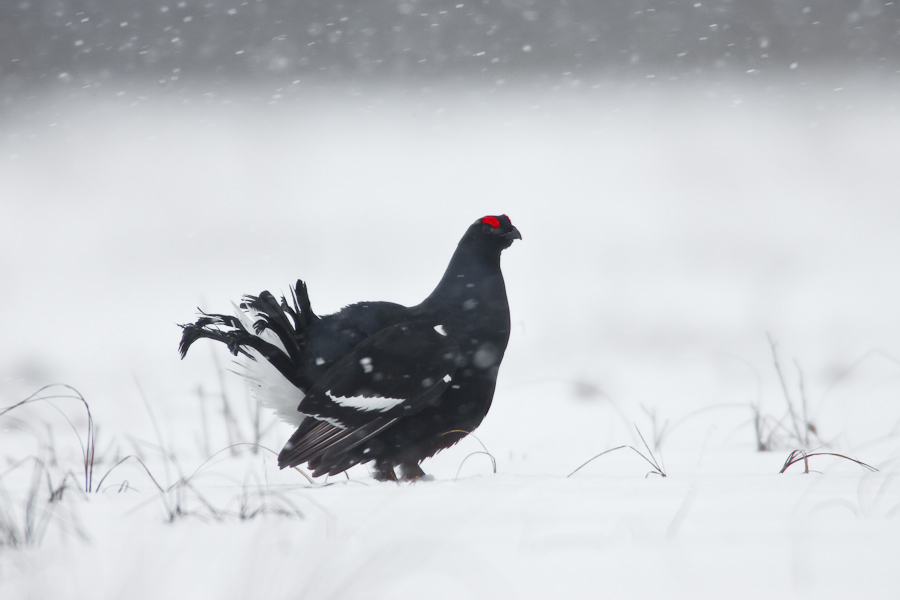 Black Grouse