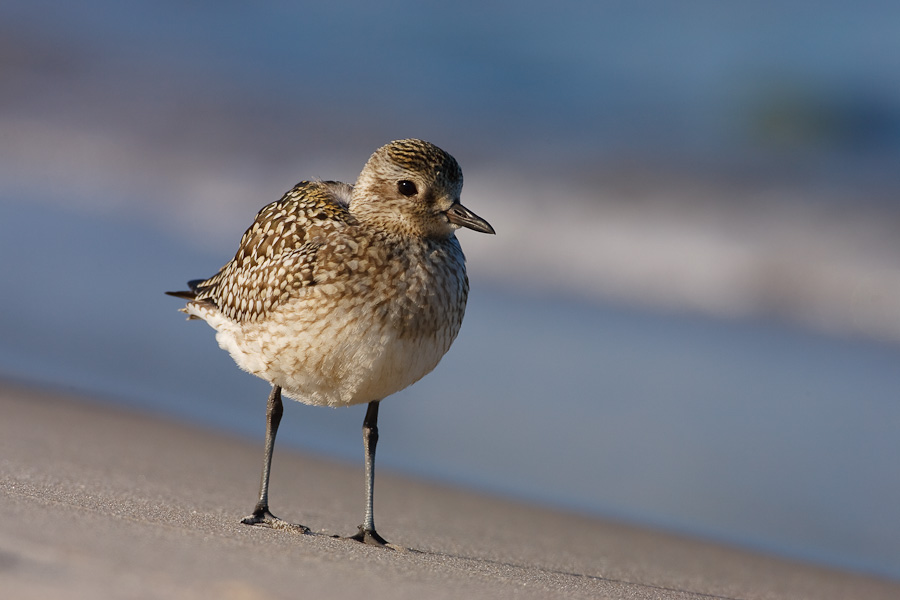 Grey Plover