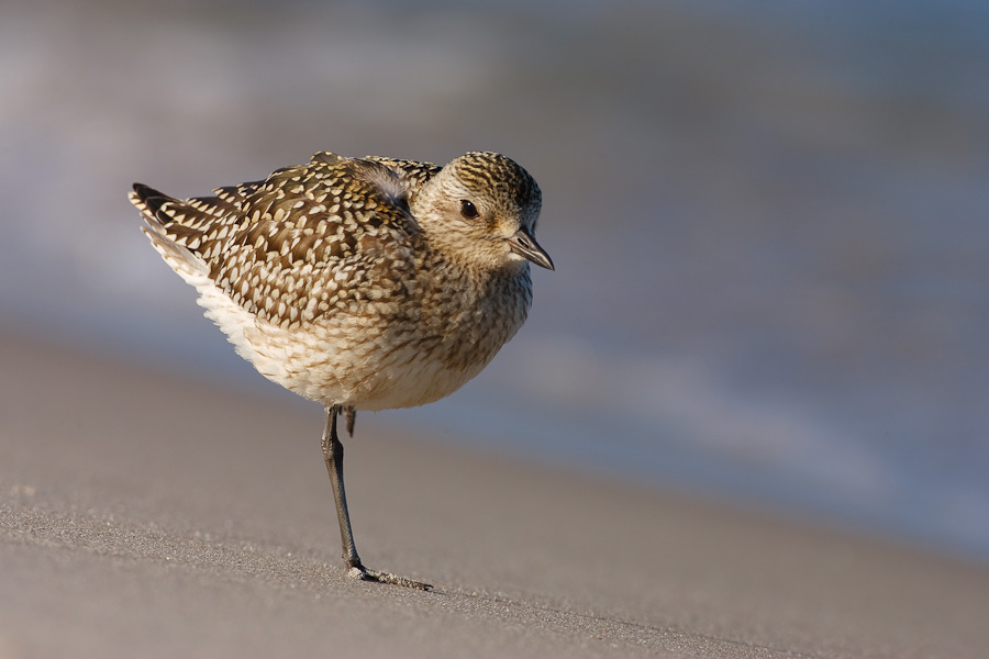 Grey Plover