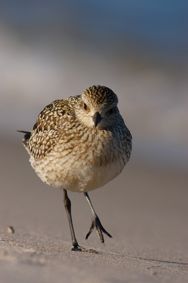 Grey Plover