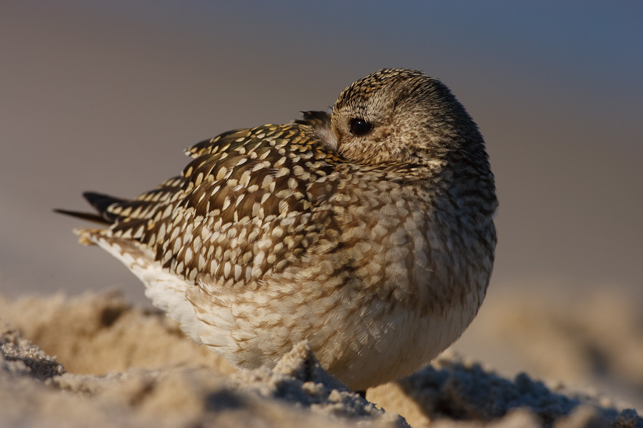 Grey Plover