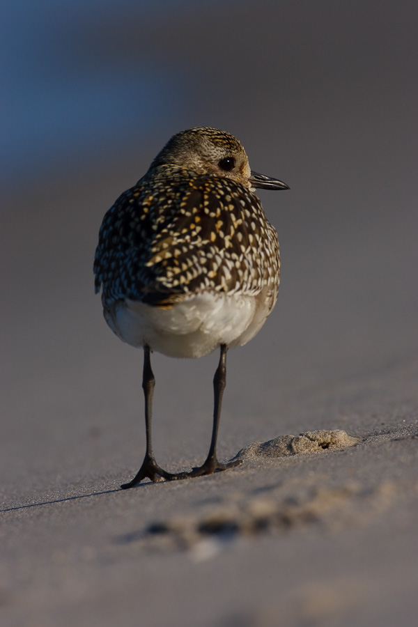 Grey Plover