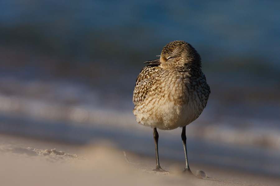 Grey Plover