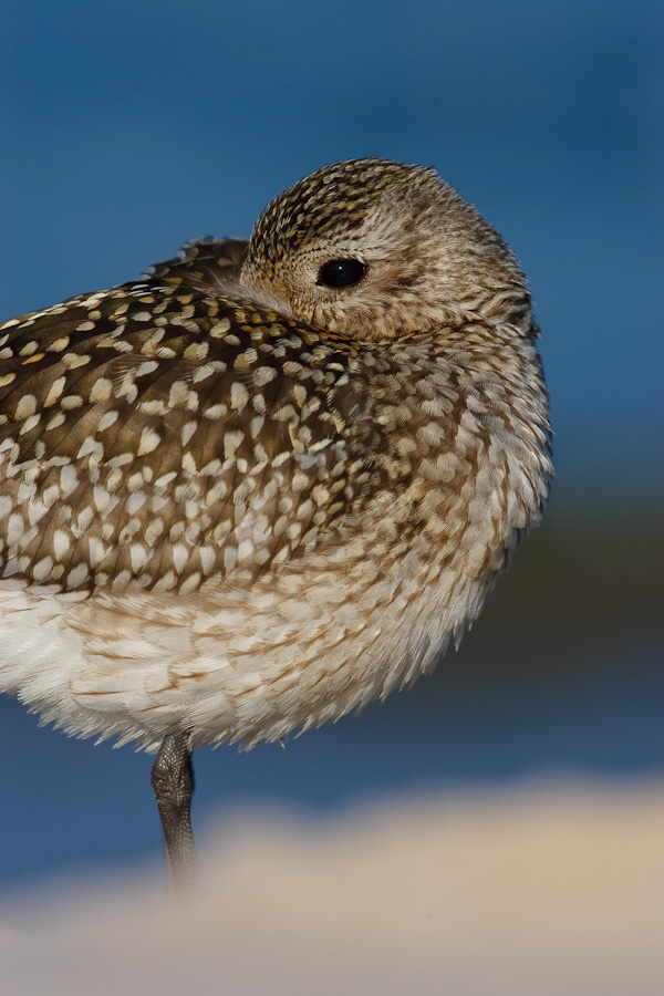 Grey Plover