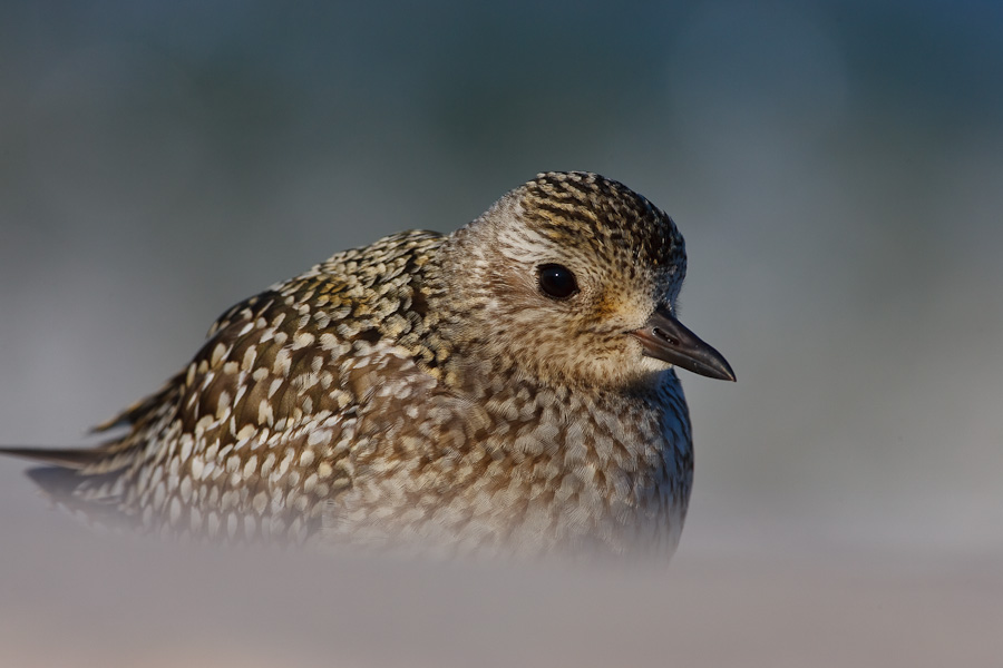 Grey Plover