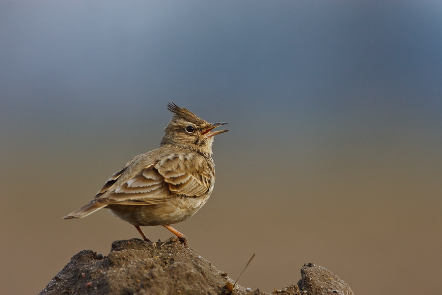 Crested Lark