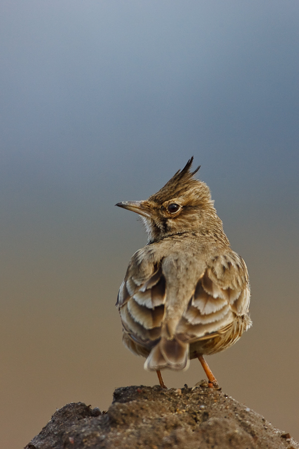 Crested Lark