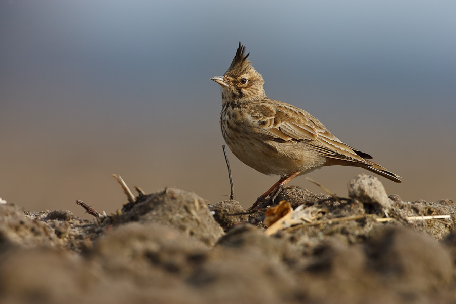 Crested Lark