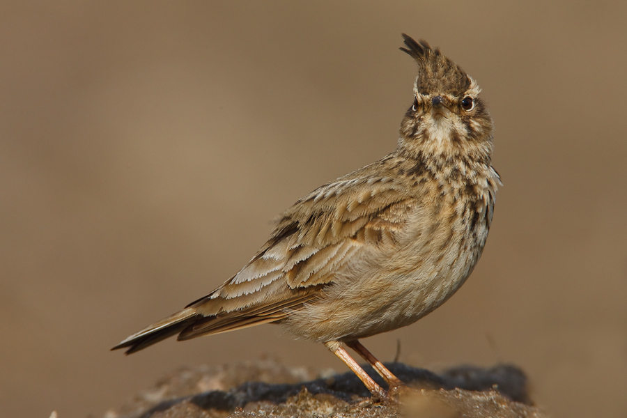 Crested Lark