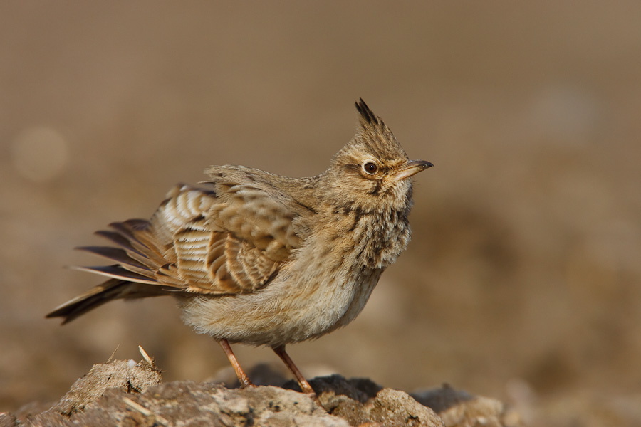 Crested Lark