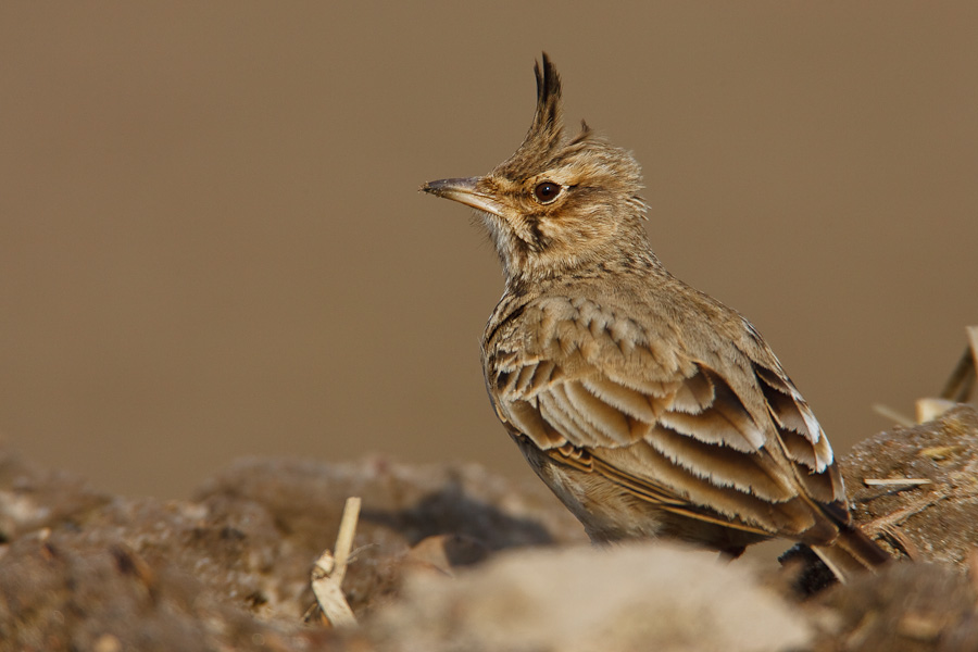 Crested Lark