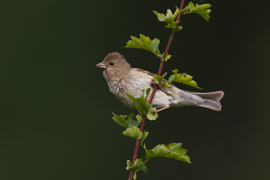 Common Rosefinch