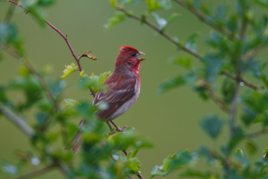 Common Rosefinch