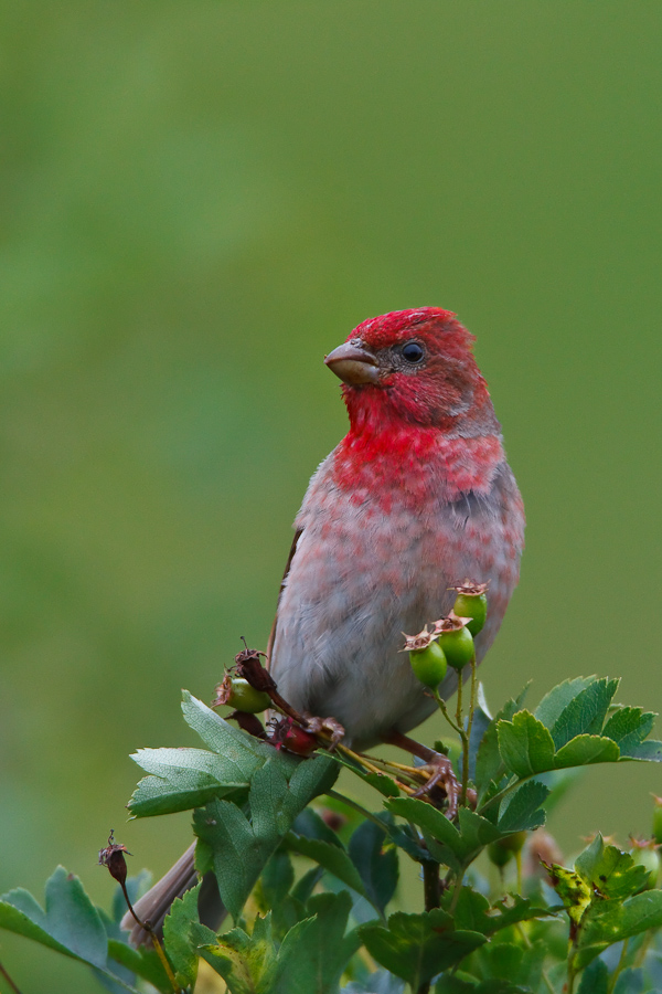 Common Rosefinch