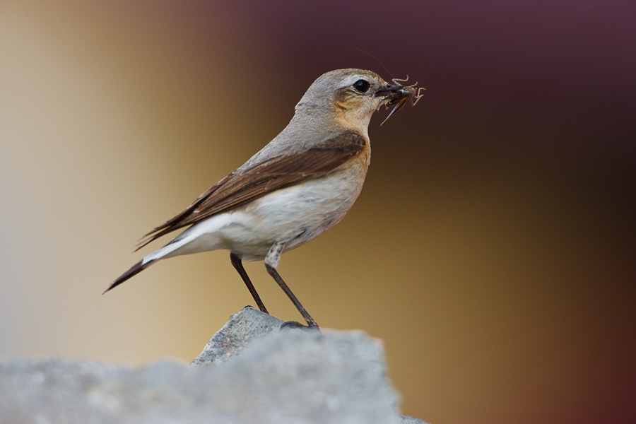 Wheatear