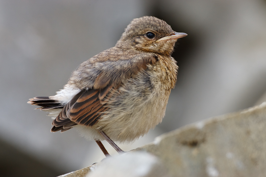 Wheatear