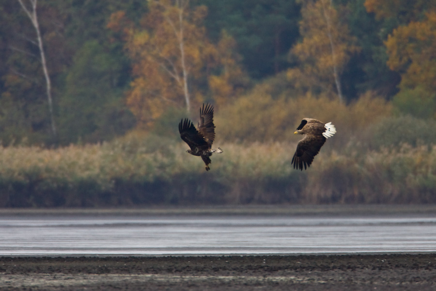 White-tailed Eagle