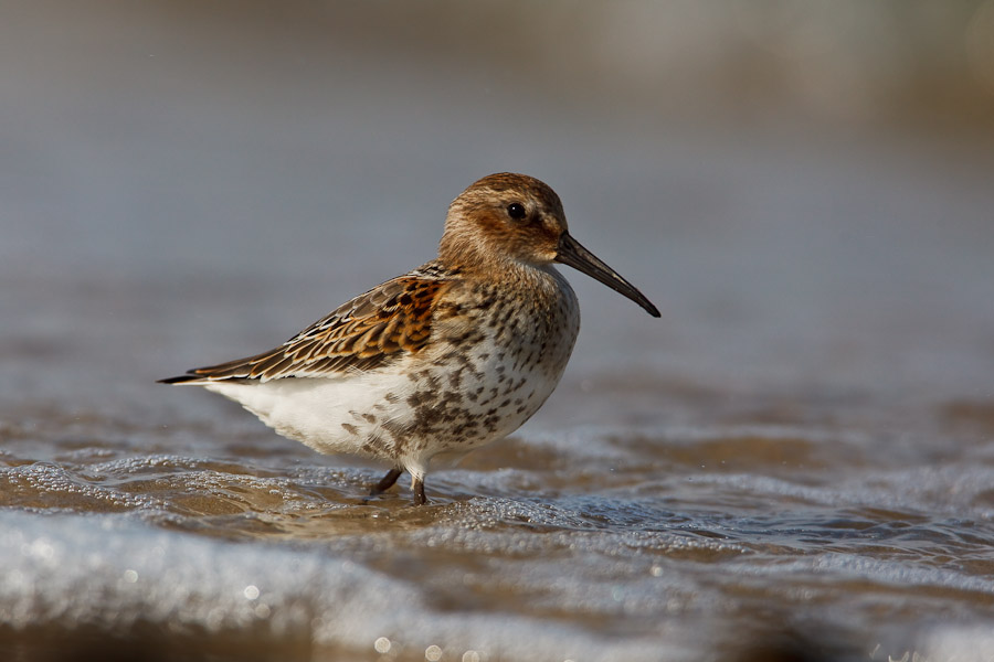 Dunlin