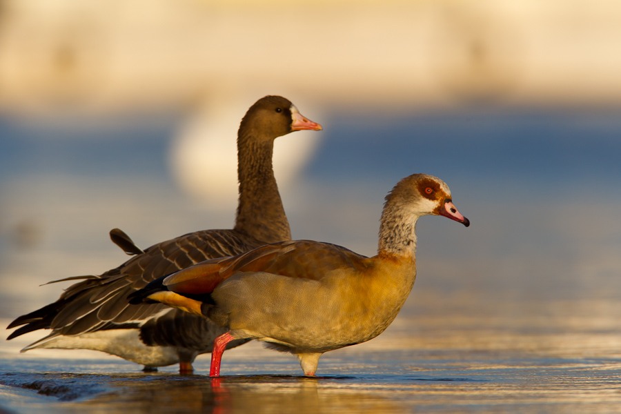 Egyptian Goose