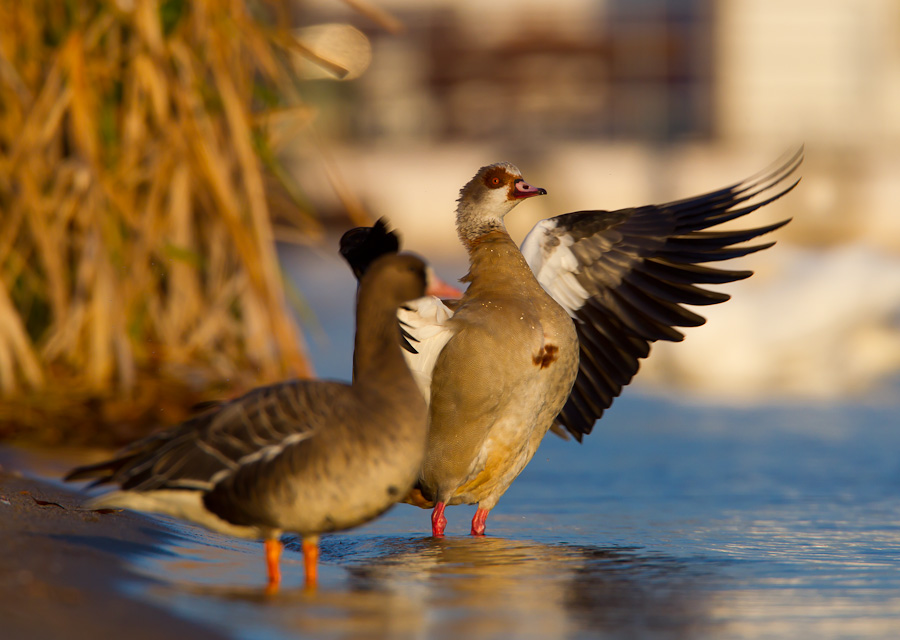 Egyptian Goose