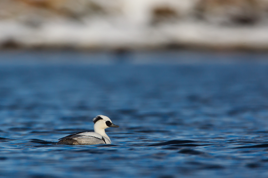 Smew