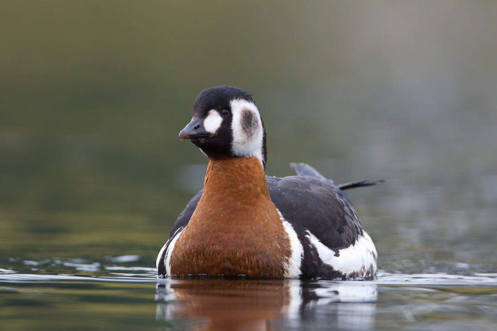 Red-brested Goose