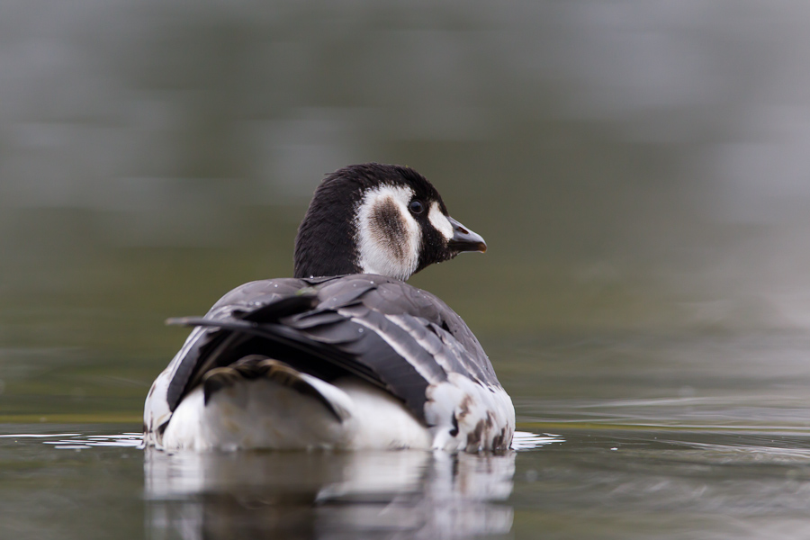 Red-brested Goose