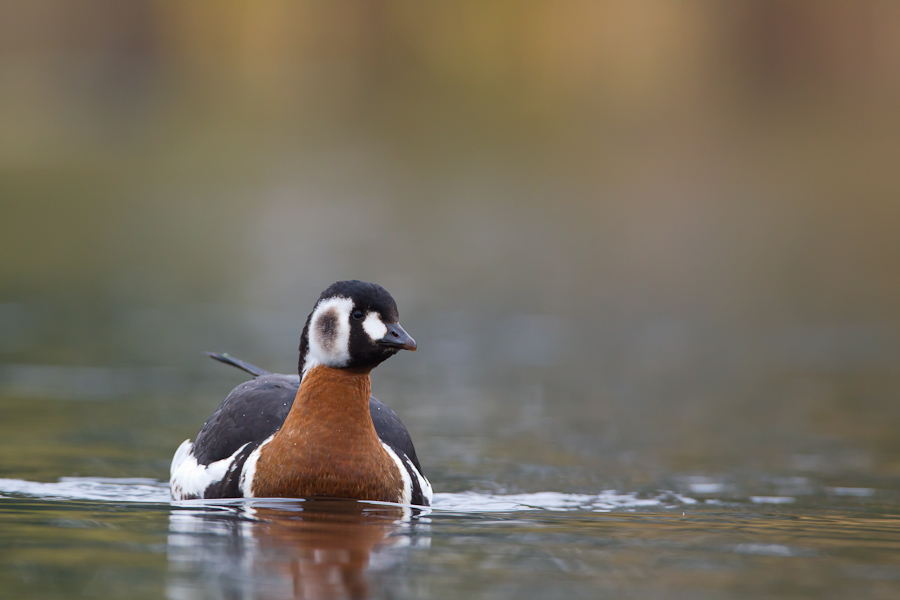 Red-brested Goose