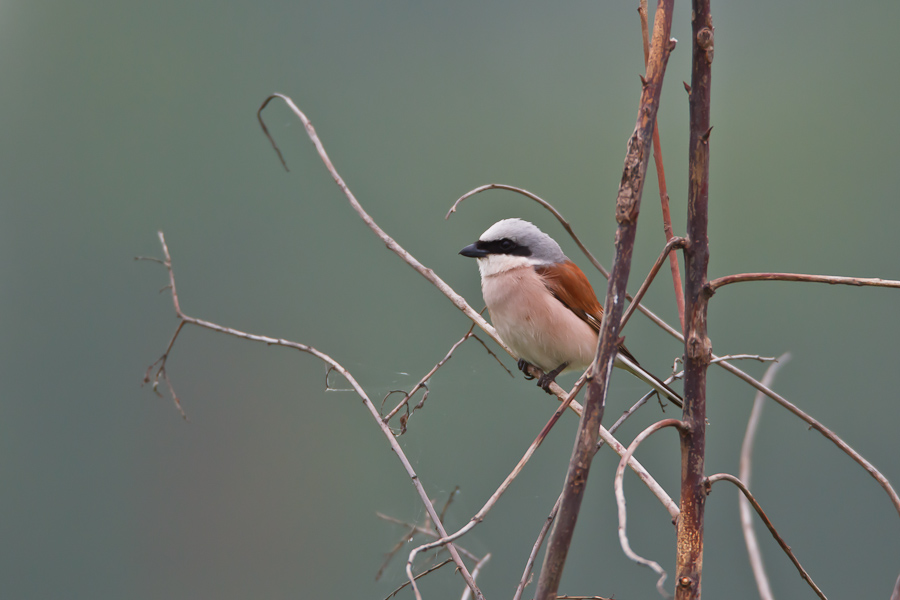 Red-backed Shrike