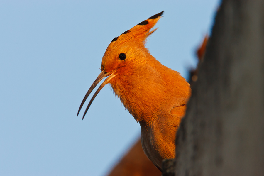 Hoopoe