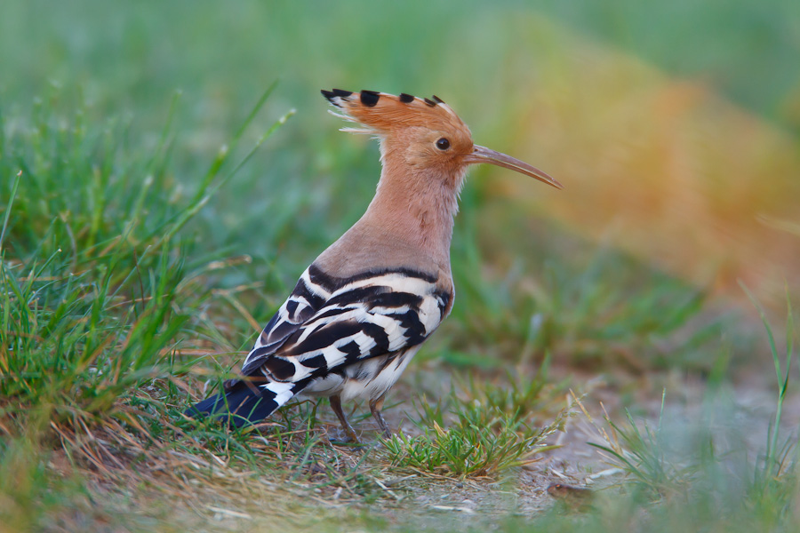 Hoopoe on grass.