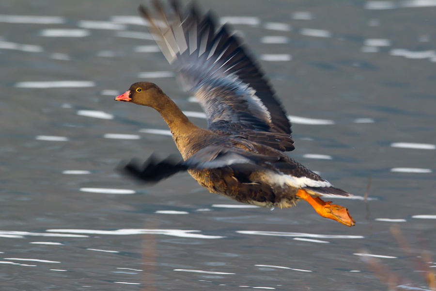 Lesser White-fronted Goose