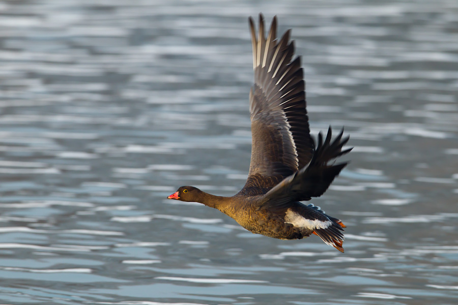 Lesser White-fronted Goose